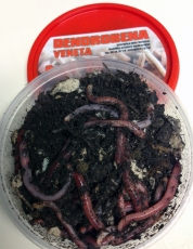 Kompostwürmer, Gartenwürmer, Regenwürmer ca. 20 Stück