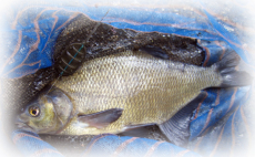 Drennan Method Feeder Connenctor 5 Stück