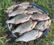 SENSAS FEEDER 3000 ACID WORM 1KG, MHD 11/2028